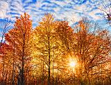 Backlit Autumn Trees_29819